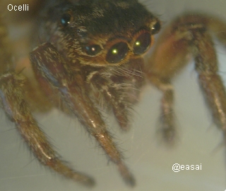 Plexippus setipes