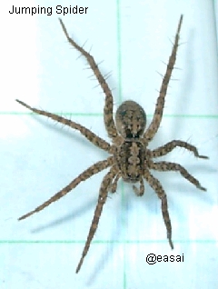 Plexippus setipes